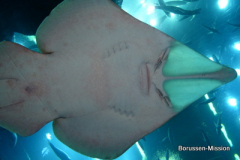 2013-TL-Dubai-2.Tag-1270