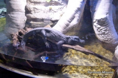 2013-TL-Dubai-2.Tag-1278