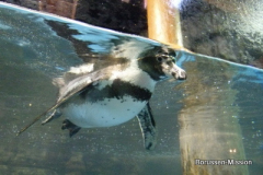 2013-TL-Dubai-2.Tag-1284