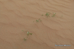 2013-TL-Dubai-4.Tag-1399