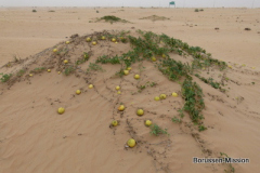 2013-TL-Dubai-4.Tag-1400