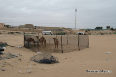 2013-TL-Dubai-4.Tag-1415