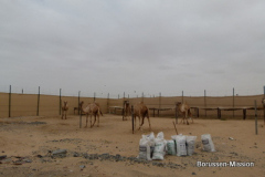 2013-TL-Dubai-4.Tag-1416