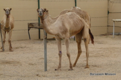 2013-TL-Dubai-4.Tag-1417