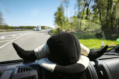 20250426_in-Kiel-1155 20250426_in-Kiel-1155