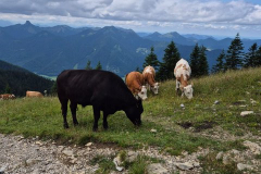 202507-STL-Rottach-Egern-1180 202507-STL-Rottach-Egern-1180