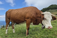 202507-STL-Rottach-Egern-1222 202507-STL-Rottach-Egern-1222